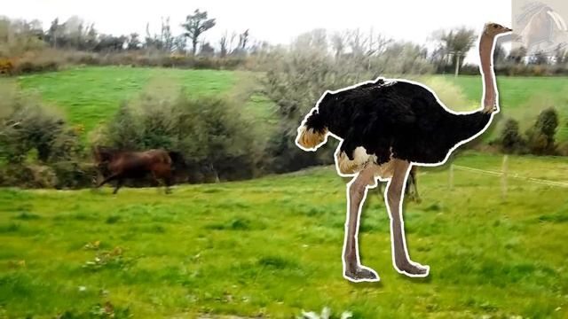 9 animales más rápidos del mundo |¿Que animal es el más rápido en el mundo?| (Top 9) смотреть онлайн