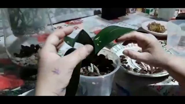 Посадка орхидеи Tropic Wonderland смотреть онлайн