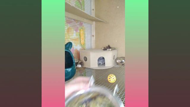 Наполнение клетки у шиншиллы.🐰🐭🐾 смотреть онлайн