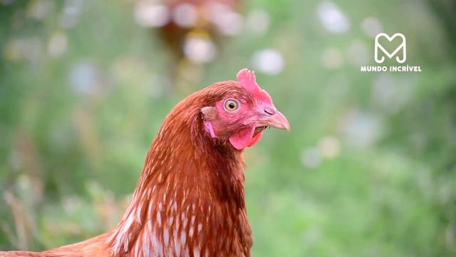 INCRÍVEL CABRA SALVA GALINHA DE FALCÃO смотреть онлайн