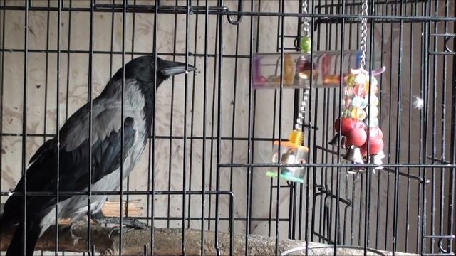 Ворона Капля и игрушки смотреть онлайн
