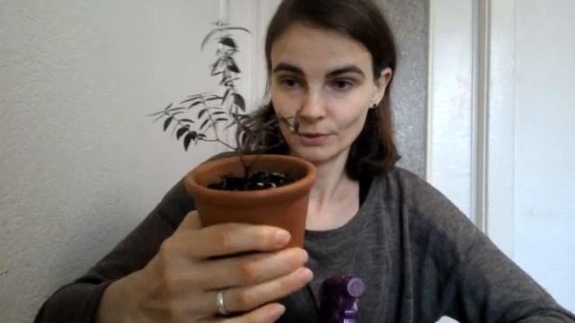 Осторожно вредители! Щитовка на мирте - обработка актарой! смотреть онлайн