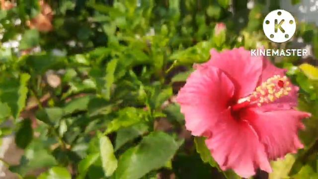 How Prepare Old Highbrid Hibiscus Plant For Most Blooming || 🌺 смотреть онлайн