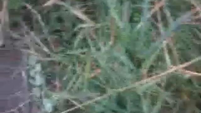 ящерица варан смотреть онлайн