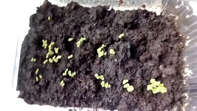 Выращивание глоксинии из семян. смотреть онлайн