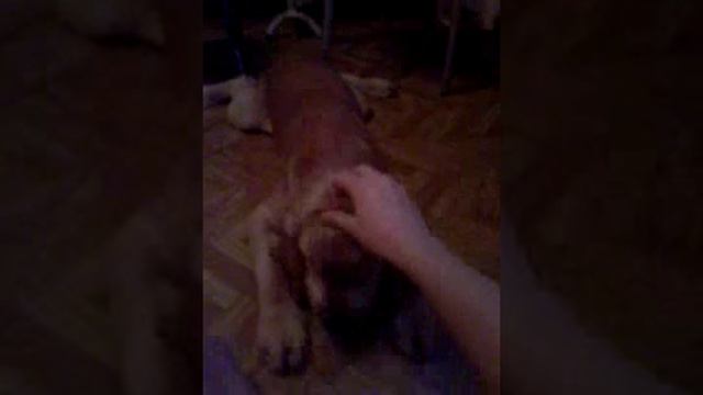 как дрессировать спаниеля или другую породу в домашних условиях!!Короткометражка. смотреть онлайн