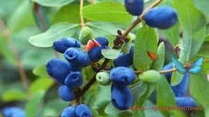 Жимолость съедобная Бореал Бьюти ? обзор: как сажать, саженцы жимолости Бореал Бьюти