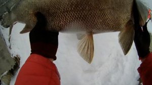 Непреднамеренное багрение крупных карповых рыб зимой в Арамильском пруду с пешеходного моста на джи