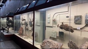 ЭТО САМЫЙ БОЛЬШОЙ МУЗЕЙ ПАЛЕОНТОЛОГИИ В РОССИИ