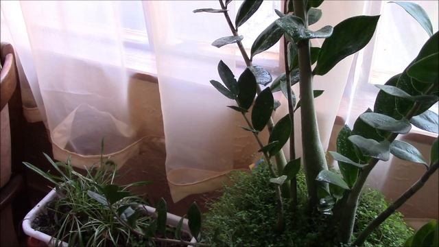 Замиокулкас Борьба с щитовкой смотреть онлайн