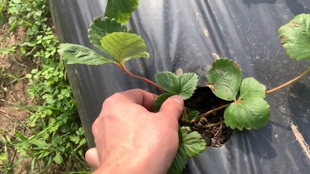 УКРЫТИЕ КЛУБНИКИ ОСЕНЬЮ! ( нужно ли?! ) смотреть онлайн