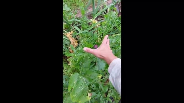 Репа Внучка и брюква Новгородская смотреть онлайн