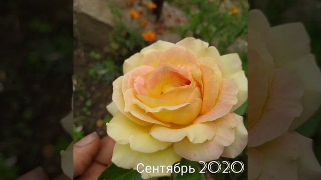 #нашсад #нашадача #ландшафтныйдизайн #любимыехвойные, #гортензияметельчатая в нашем саду смотреть онлайн