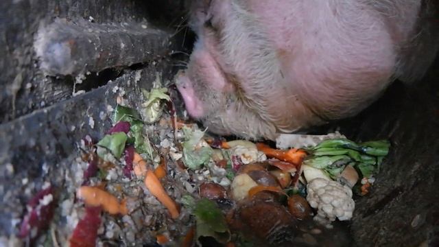 ? What do pigs eat in Russia? ASMR animal eating. // Что едят свиньи в России? Русский поросенок смотреть онлайн