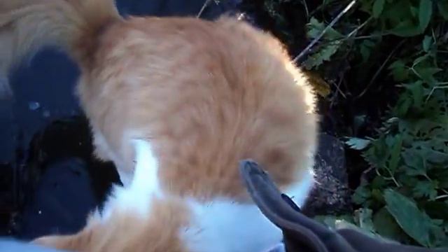 Кот Кузя бегает по воде! смотреть онлайн