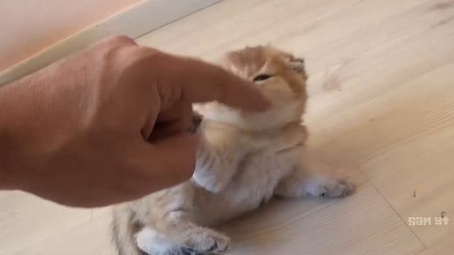 МИЛОТА | ЗОЛОТОЙ И ВИСЛОУХИЙ КОТЁНОК | GOLDEN KITTEN смотреть онлайн