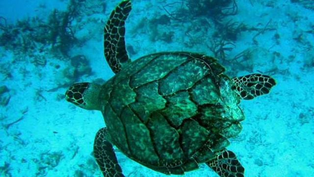 Морские обитатели для детей смотреть онлайн