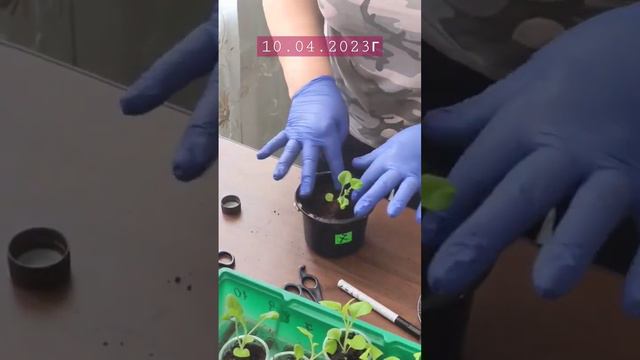 пикировка петунии #flower