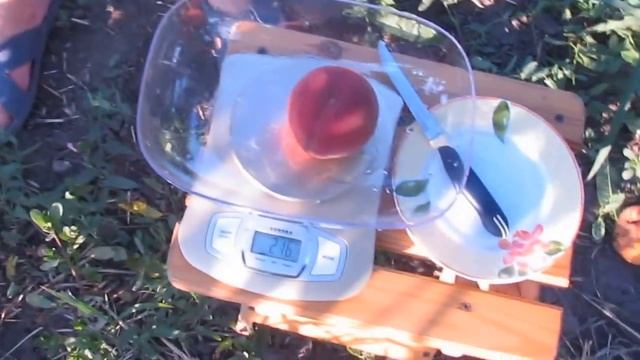 персик Редхейвен смотреть онлайн
