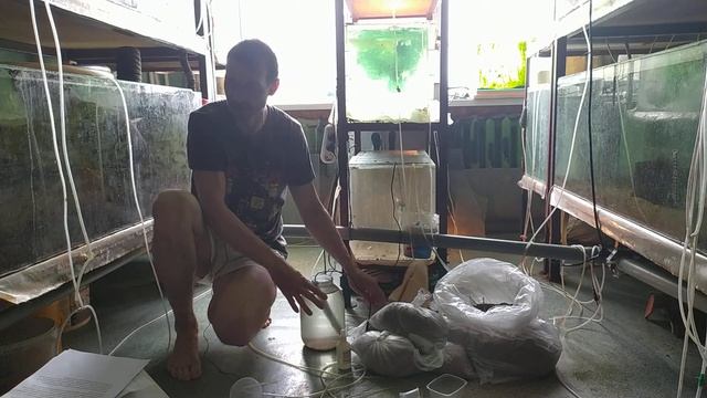 Как инкубировать яйца артемии из Красноперекопска респ.Крым. смотреть онлайн