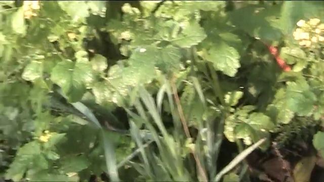 сидераты как рыхлят почву пошаговое видео смотреть онлайн