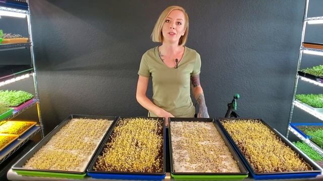 MicroMats vs Coco Coir FAIL - Microgreen Grow Medium Trials смотреть онлайн