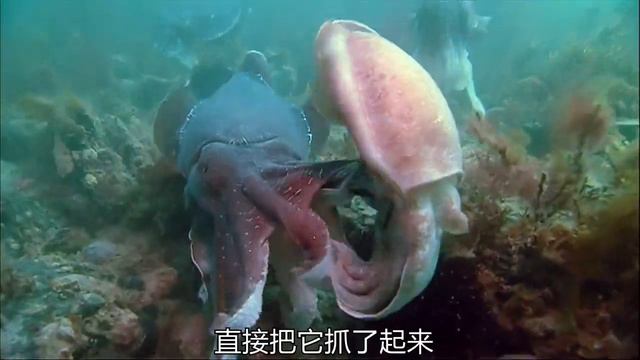 上千只巨型墨鱼聚集在一起，竟为干这事 смотреть онлайн