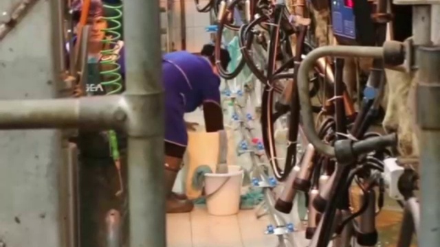 Продажа племенного поголовья КРС смотреть онлайн