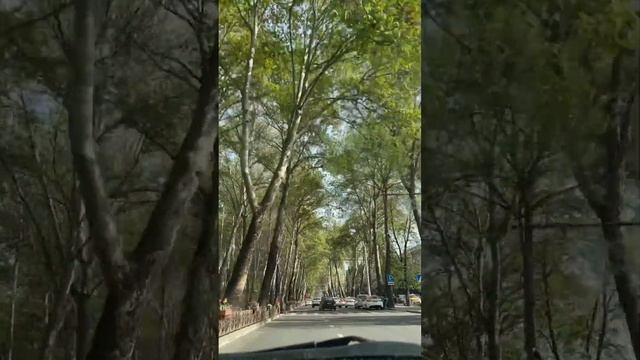 Dushanbe Rudaki/ Душанбе Рудакі/ Таджикистан #dushanbe_city #рудаки #душанбе #dushanbe смотреть онлайн