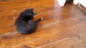 Котята-метисы мейн-куна.