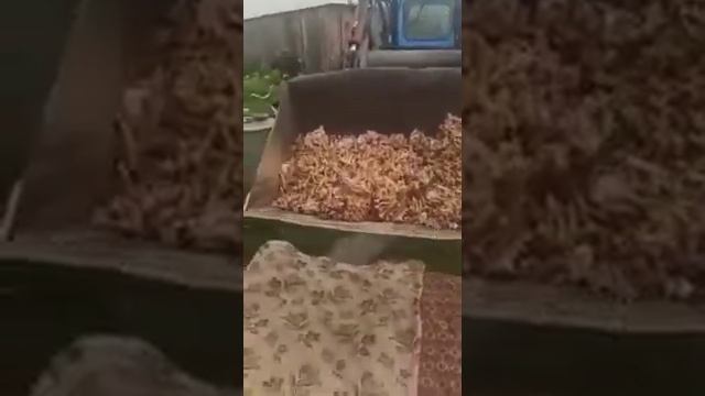 Урожай грибов в Фирсово, Алтайский край смотреть онлайн