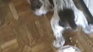 щенки дратхаара