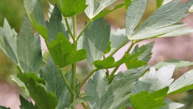 Lovage - Grow, Care, Use - Levisticum Officinale
