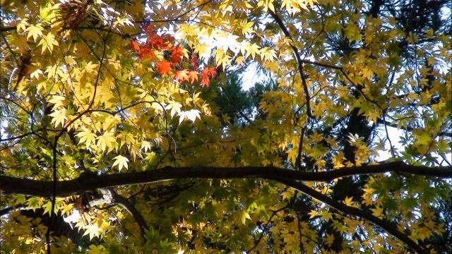 Осенние листья на закате смотреть онлайн