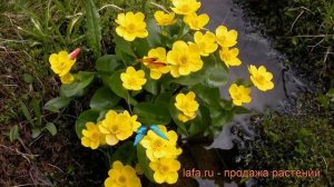 Калужница болотная (caltha palustris) ? болотная калужница обзор: как сажать, рассада калужницы