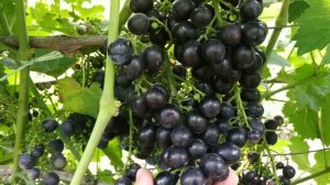 ВИНОГРАД ПОДАРОК НЕСВЕТАЯ, ШАРАДА И КАТАЛОНИЯ 2020г.