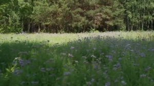 ХАТА БАЦЬКОЎ "ДРОЗДЫ"