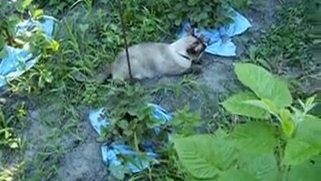 Thai cat-Episode 4-Tom смотреть онлайн