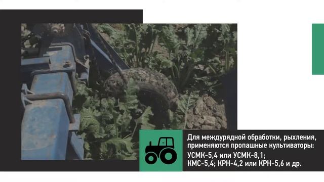 Междурядная обработка сахарной свеклы смотреть онлайн