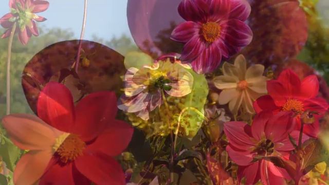 Dahlienblüte im Eckermannpark Winsen/Luhe смотреть онлайн