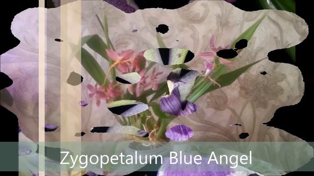 #GVOS2020 Zygopetalum Blue Angel смотреть онлайн