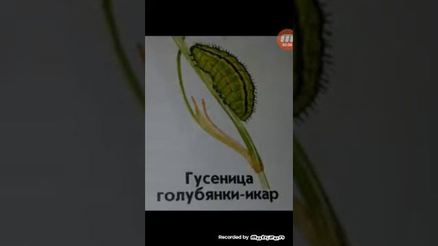 Всё о гусенице голубянке-икар смотреть онлайн