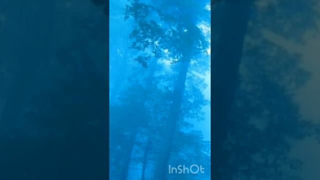 Синий Туман cover @iurijgalinsckij @y.galinsky смотреть онлайн