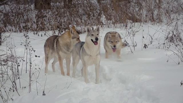 Фотосессии с животными. Серые актёры смотреть онлайн
