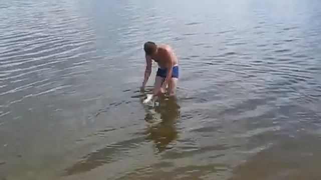 24.06.2016 год,котёнок,водоплавующая порода Турецкий Ван,Собинка-Лакинск-Ставрово. смотреть онлайн