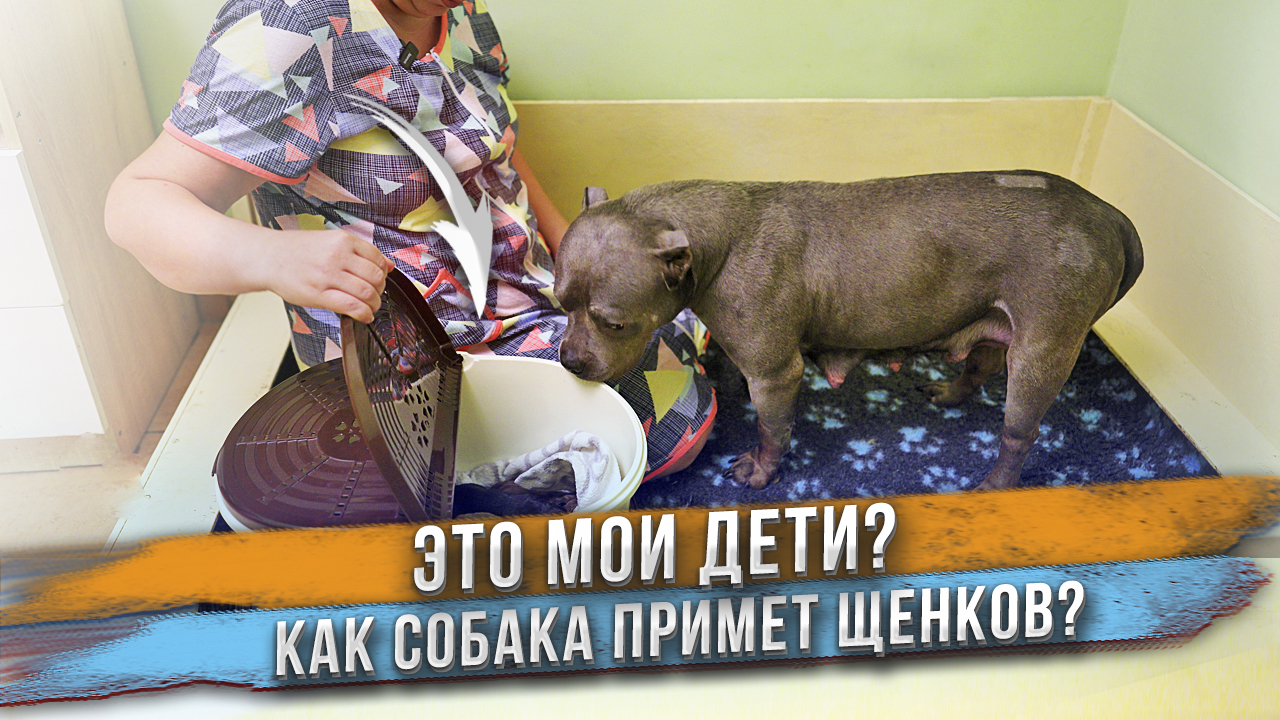 Собака первый раз видит своих щенков! Все ли щенки доехали до дома живыми? смотреть онлайн