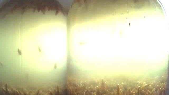 Овсяный квас смотреть онлайн