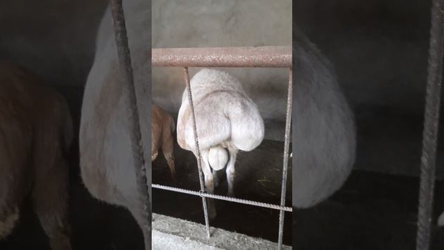 Баран по кличке Белый и его потомство смотреть онлайн