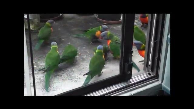 Rainbow Lorikeet .wmv смотреть онлайн