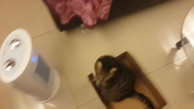 VLOG КОТ ГРЕЕТСЯ У ОБОГРЕВАТЕЛЯ! 14 01 2016 смотреть онлайн